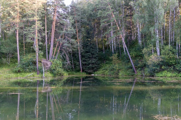 A freshly excavated pond nestled among tall pine trees in a South Carolina forest.