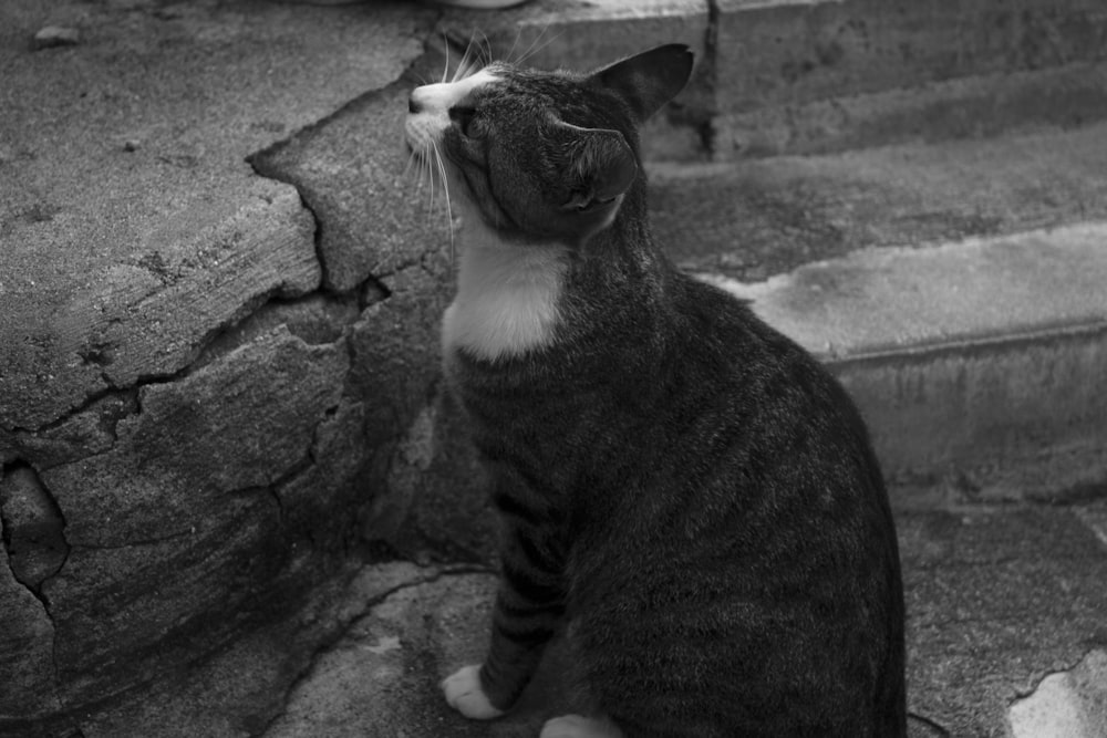 black and white cat on gray concrete wall