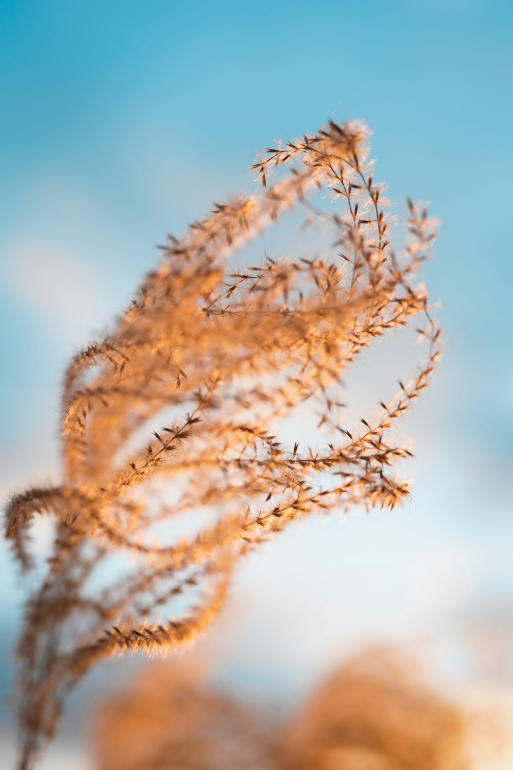 brown plant in close up photography