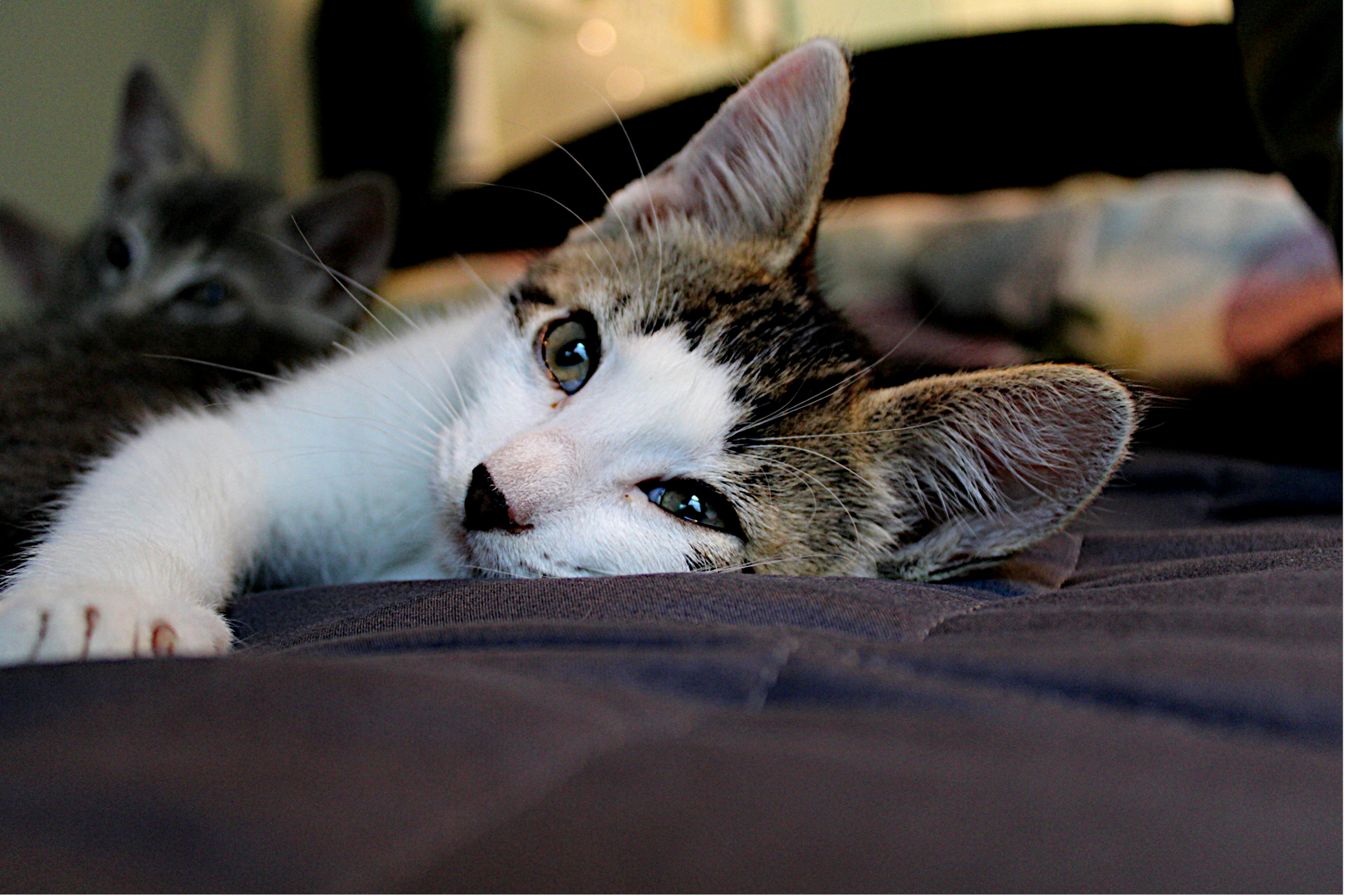 Photo by isaacstevenlind