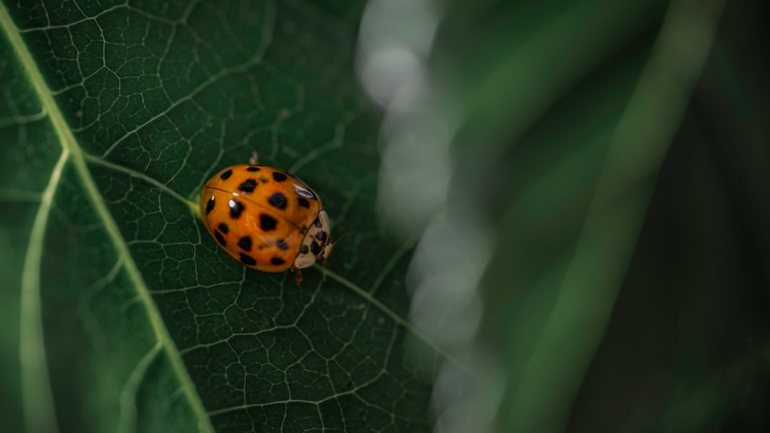 orange and black ladybug on green leaf in close up photography during daytime