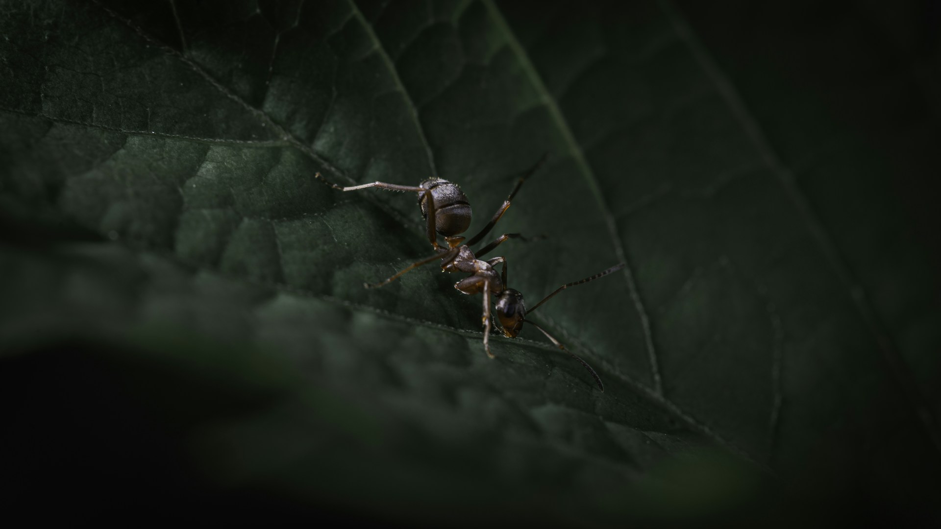 black ant on green leaf