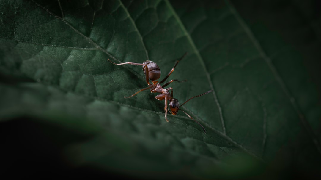 black ant on green leaf