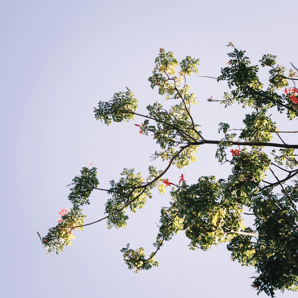 green tree under white sky during daytime