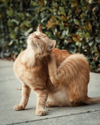 orange tabby cat on gray concrete floor