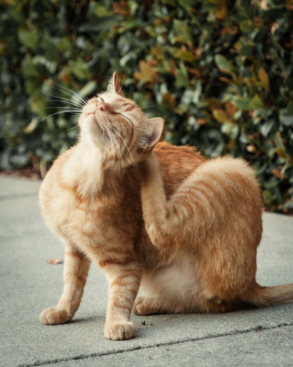 orange tabby cat on gray concrete floor