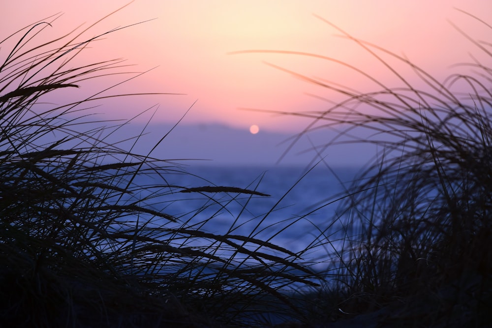 green grass near body of water during sunset