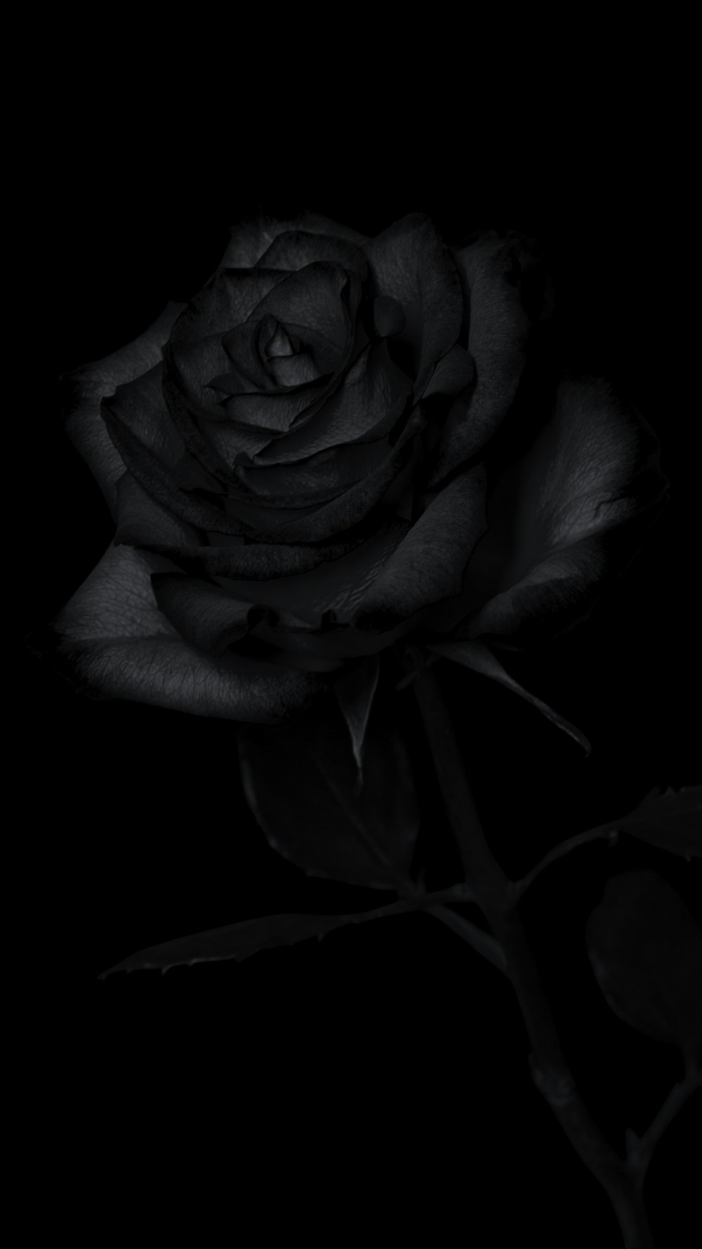 Ảnh Background black rose nền đen với hình ảnh hoa hồng đen