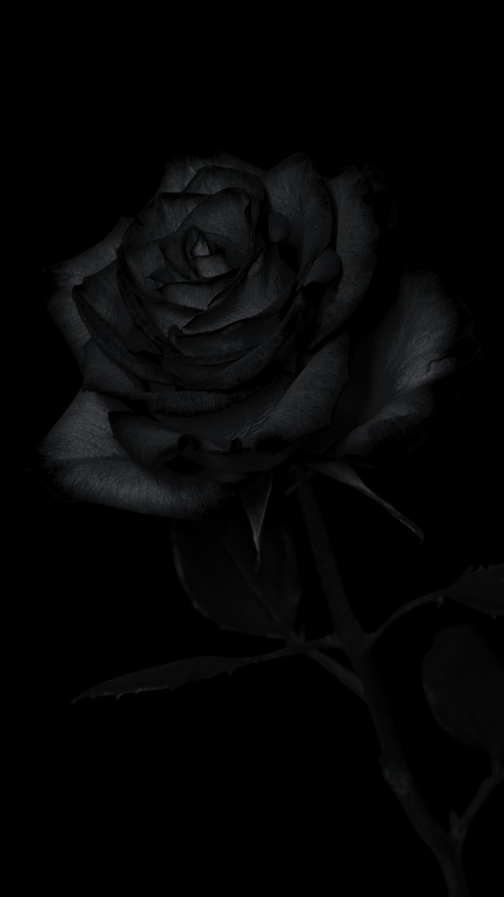 Astonishing Compilation of 999+ Full 4K Black Rose Pictures