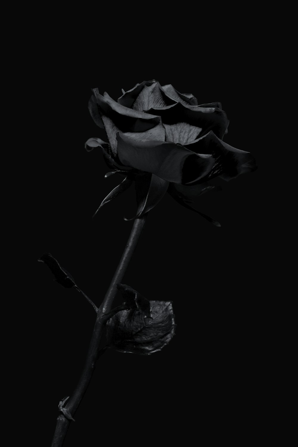 검은 배경에 흰색과 보라색 꽃