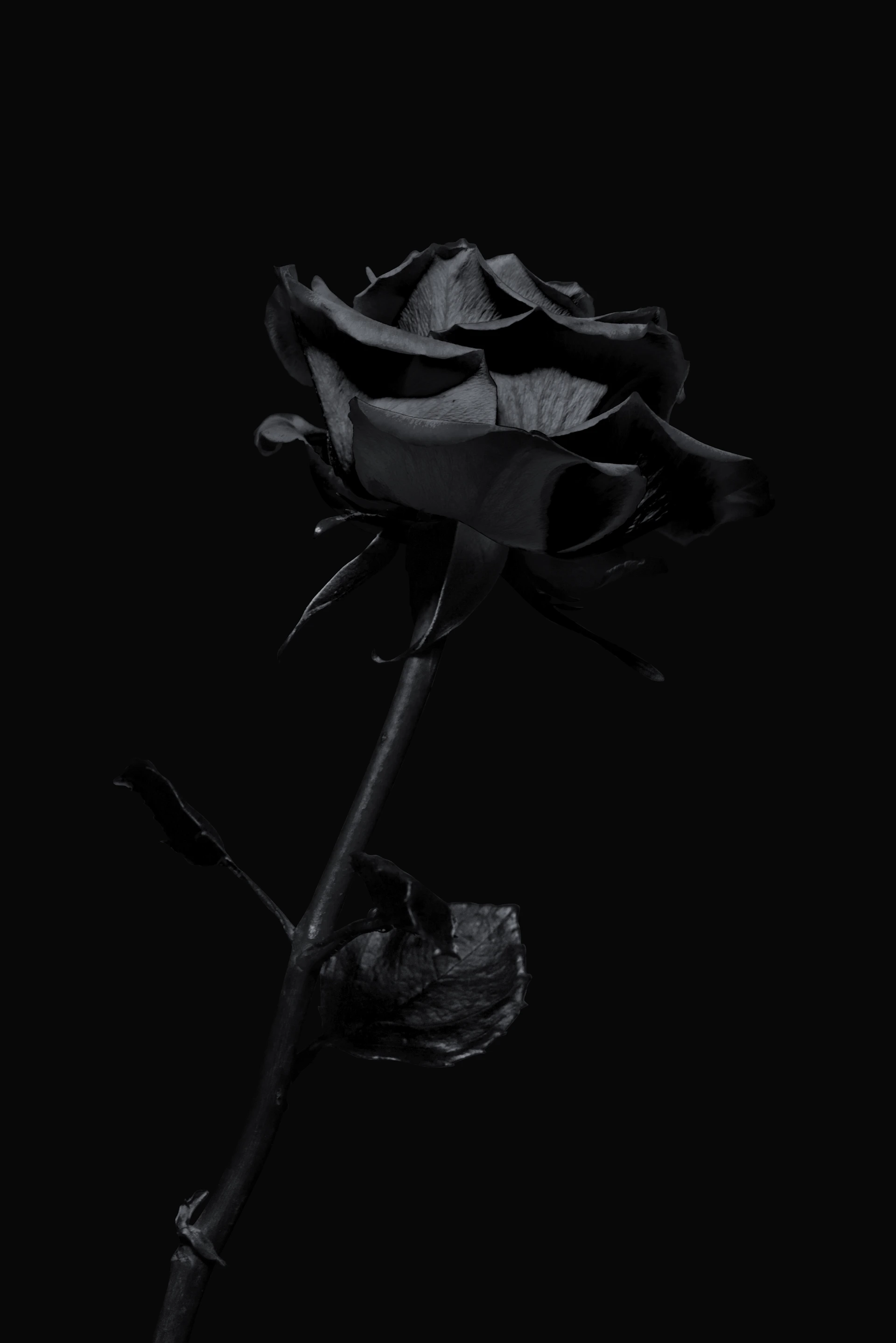 Dark rose
