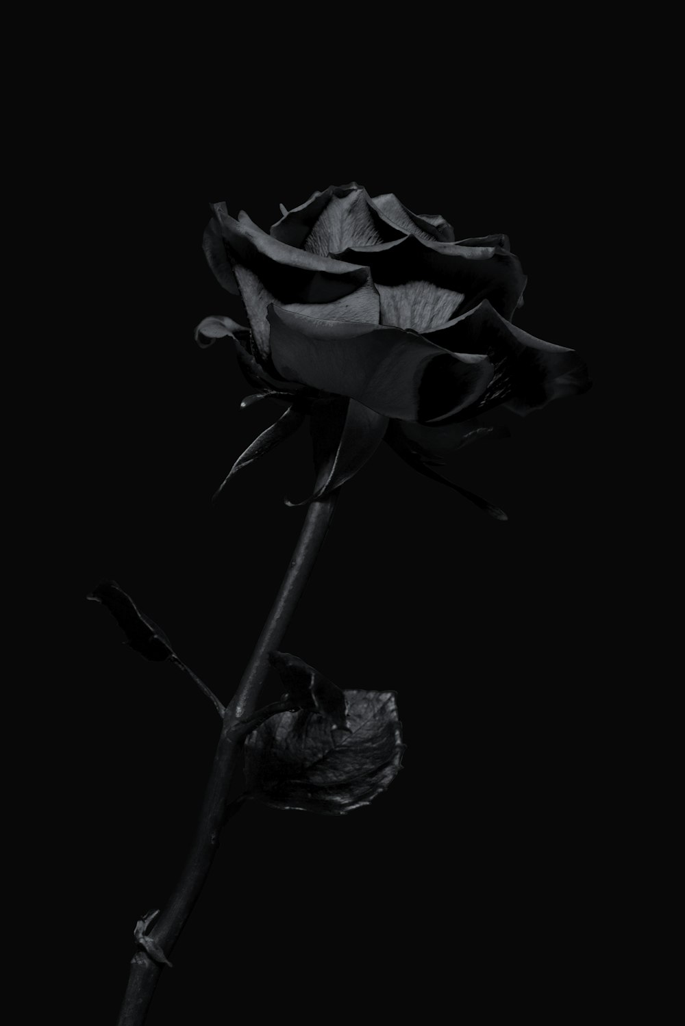 Best 100+ Black Rose Pictures | Download Free Images on Unsplash