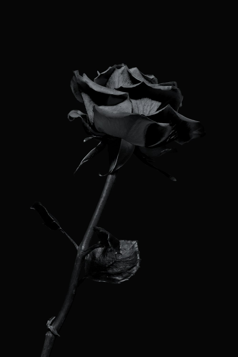 White and purple flower in black background photo – Free Rose ...