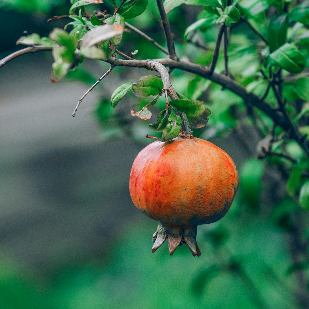 red apple fruit on tree branch