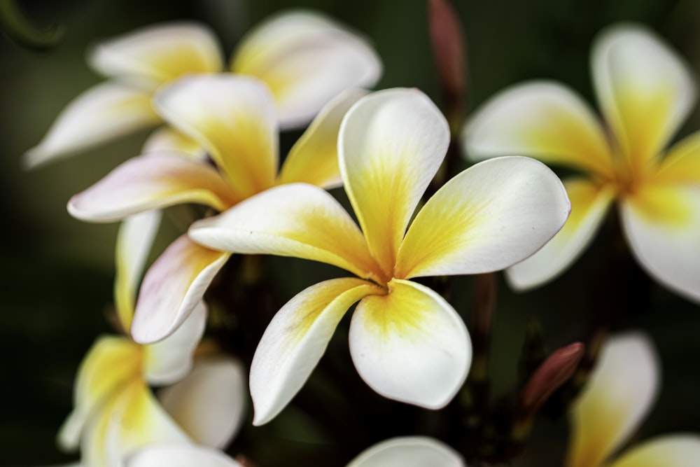 white and yellow flower in tilt shift lens