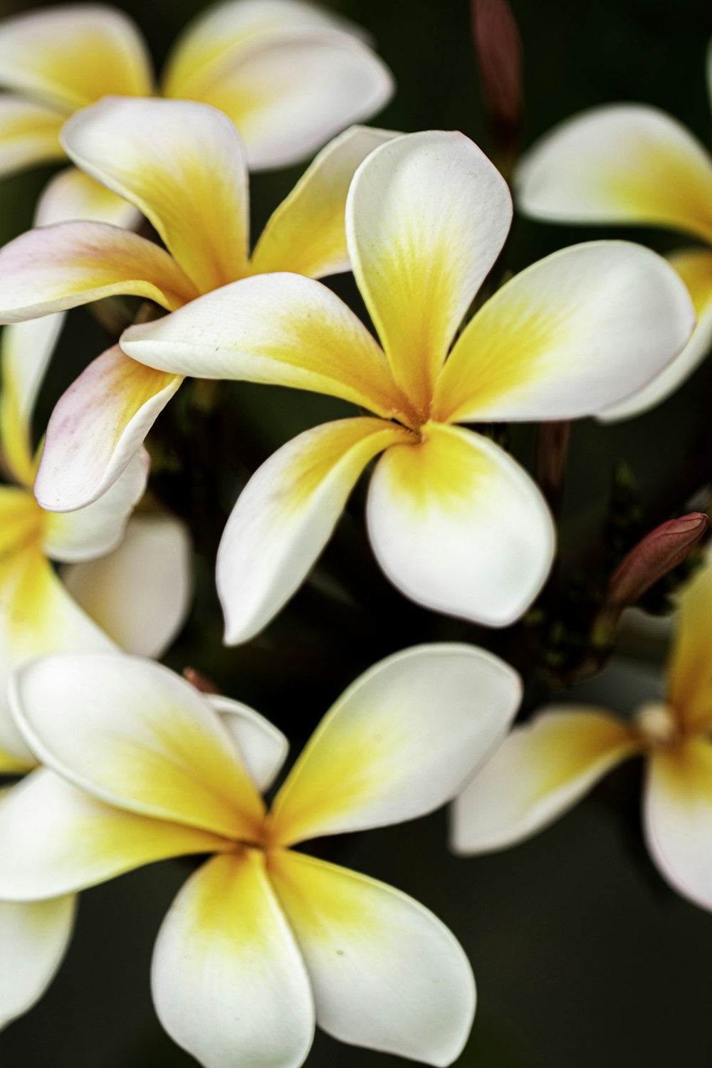 white and yellow flower in macro shot