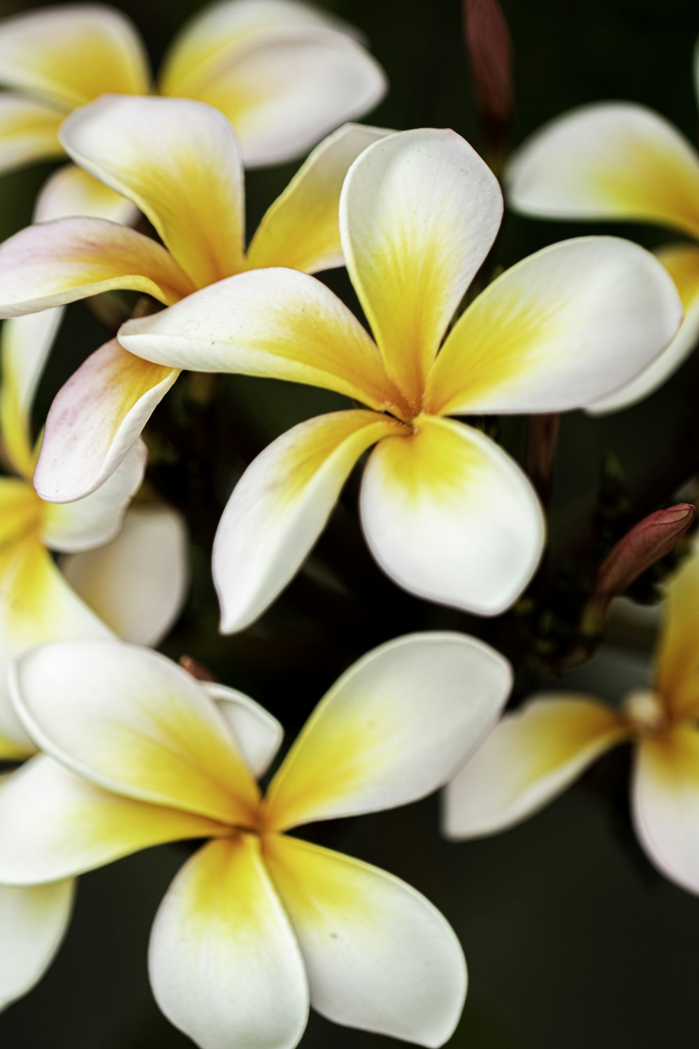 Fleur blanche et jaune en photo macro