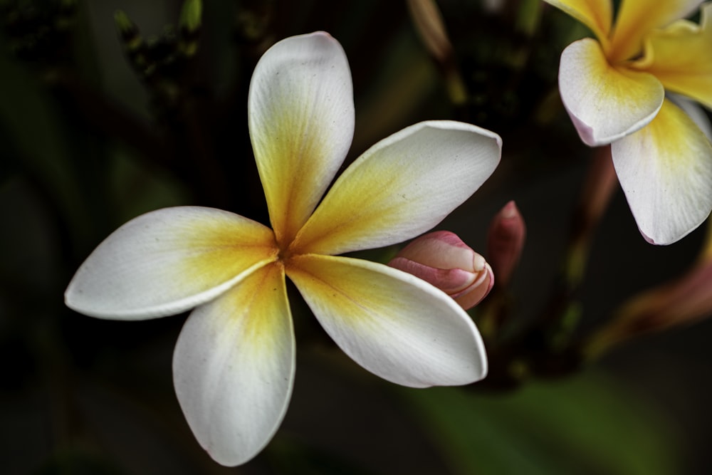 white and yellow flower in macro shot