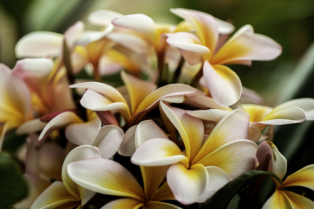 white and orange flower in macro shot