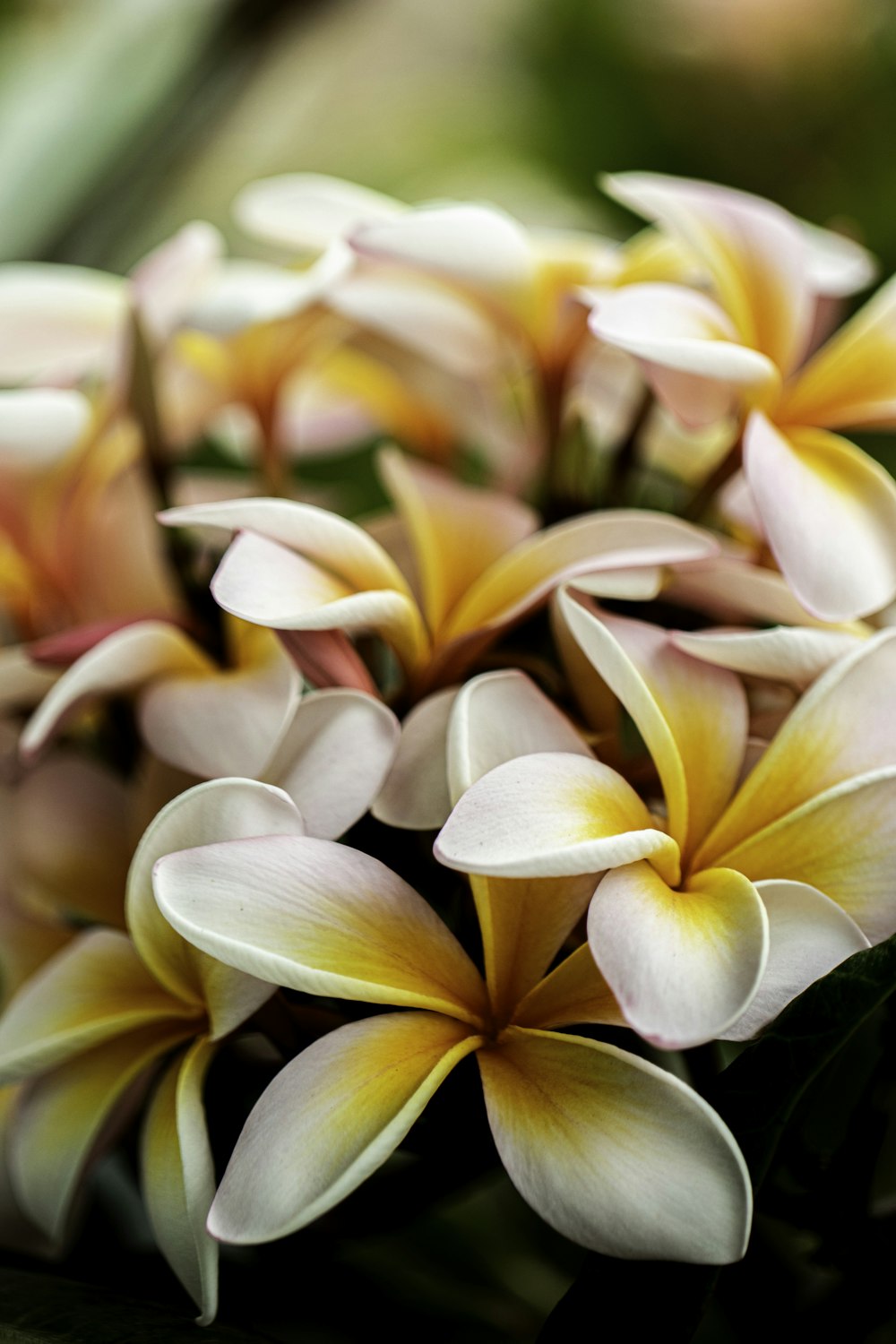 マクロレンズ撮影の黄色と白の花