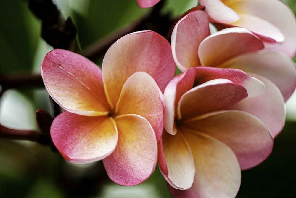 pink and yellow flower in macro shot