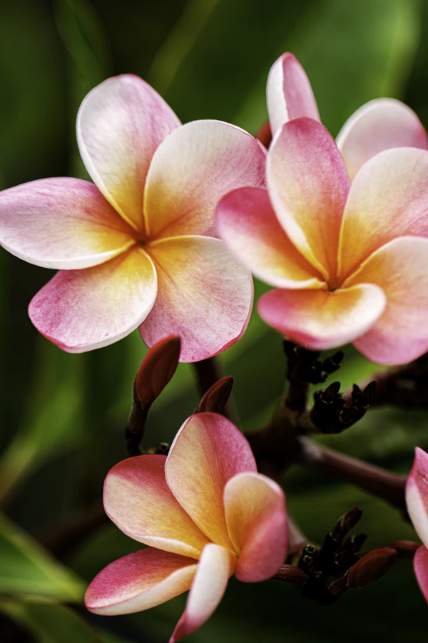 Pink and yellow plumeria macro shot