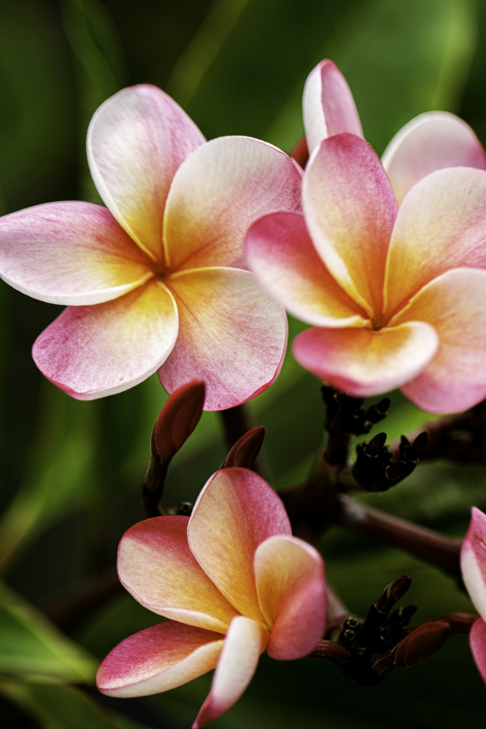 pink and yellow flower in macro shot