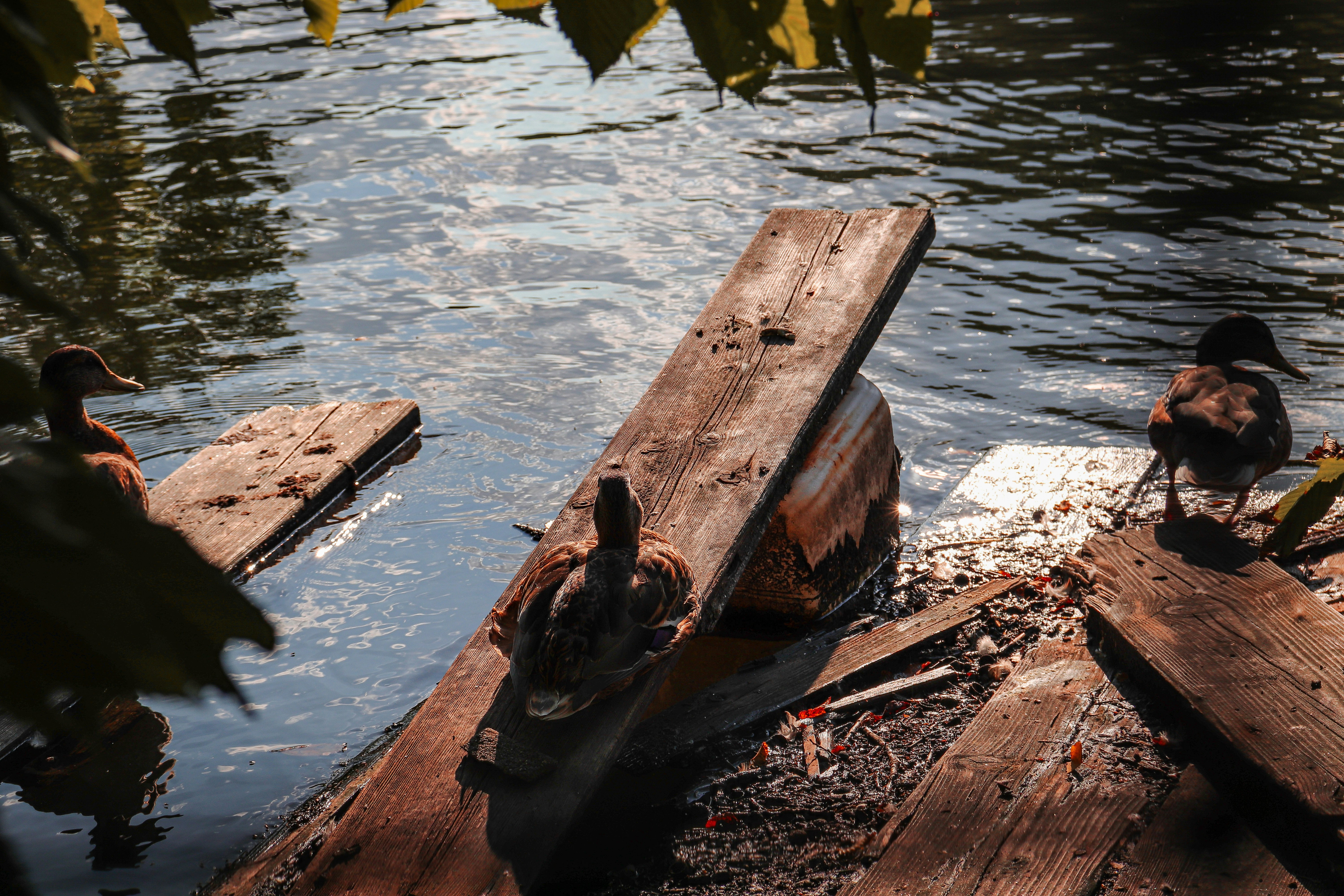 Photo by krisztian21