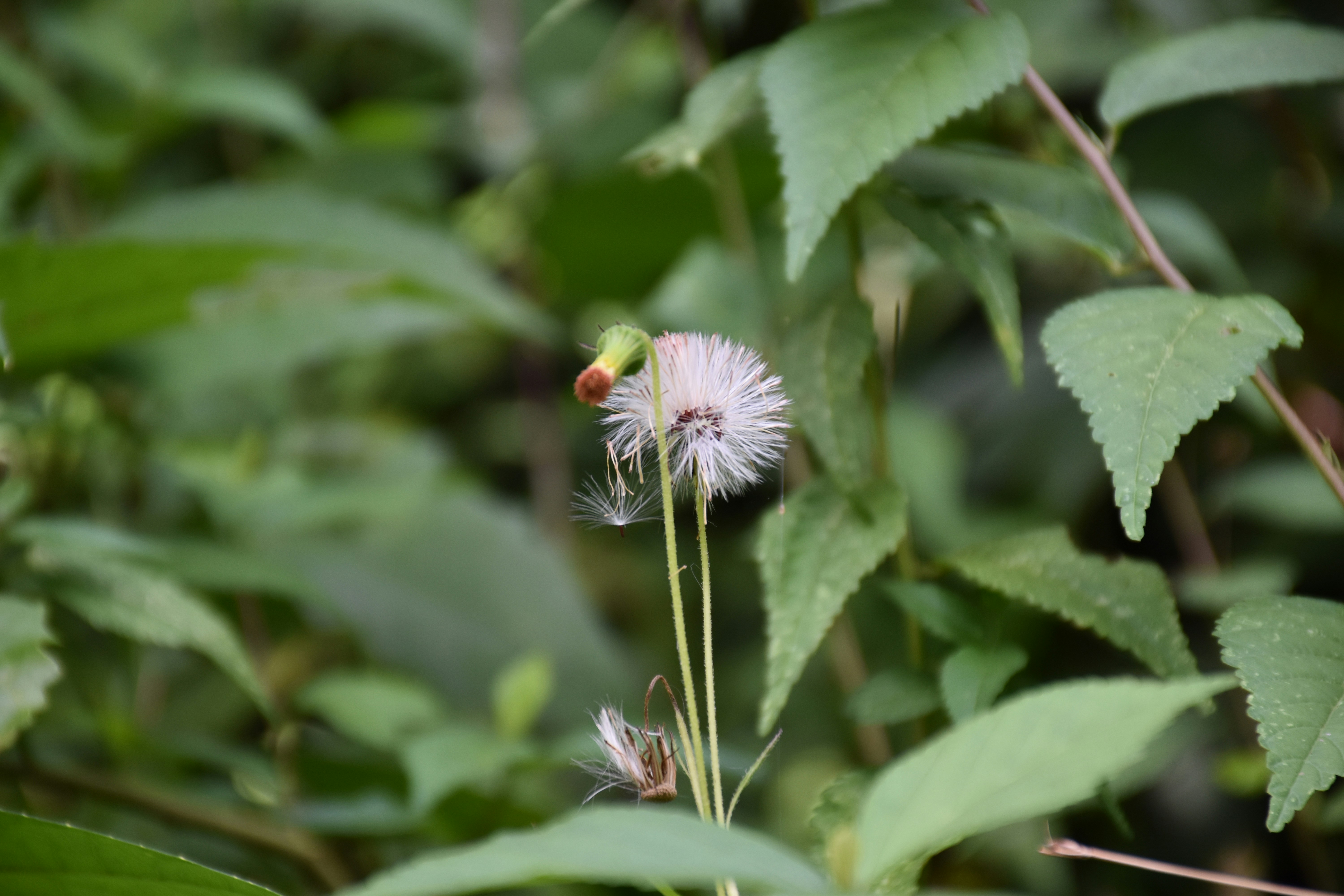 Photo by unflashbuddika