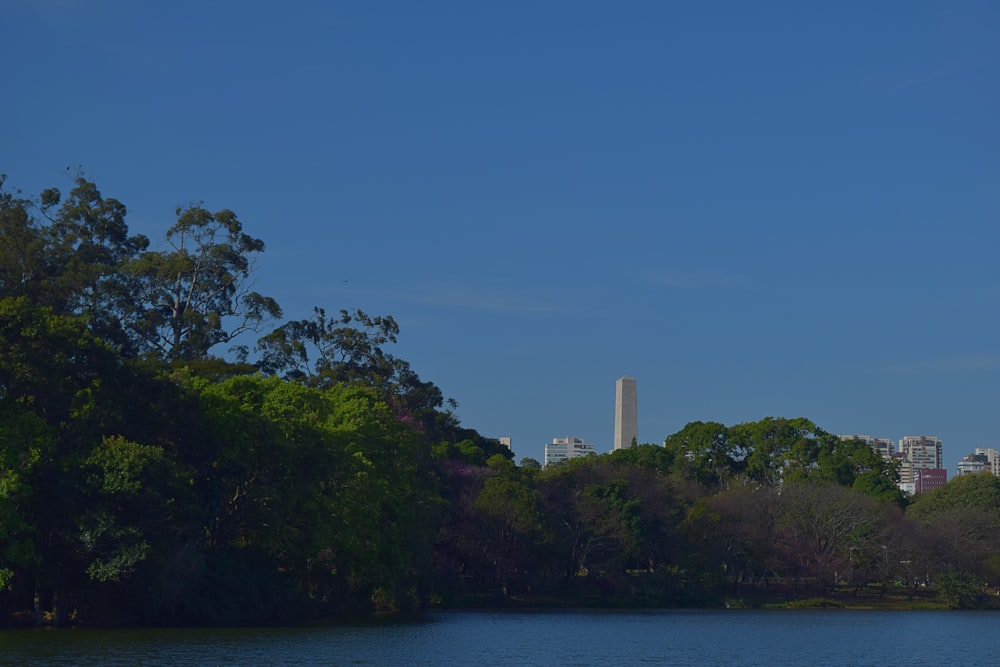 green trees near body of water during daytime