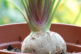 Close-up of a carefully trimmed narcissus bulb with visible roots and fresh green leaves against a dark background.