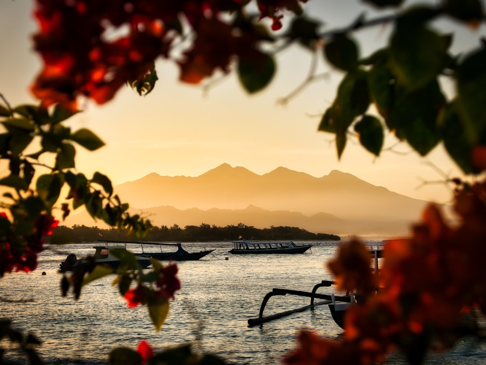 fleurs rouges près du plan d’eau au coucher du soleil