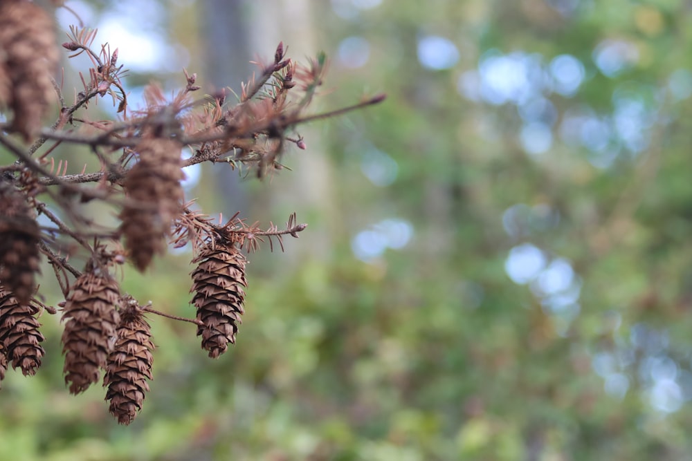 brown pine cone in tilt shift lens