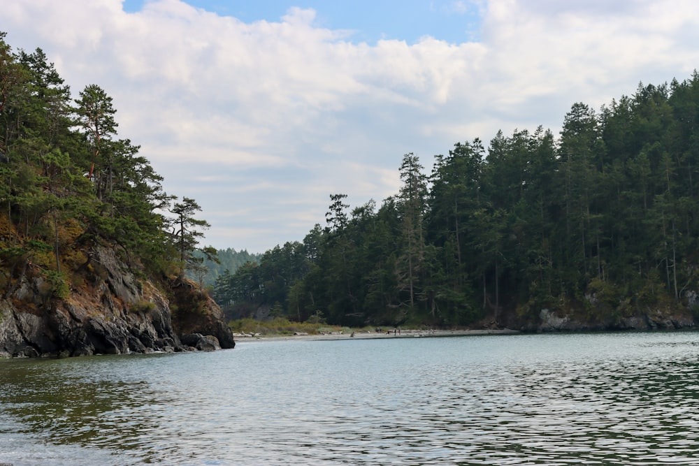 green trees beside body of water during daytime