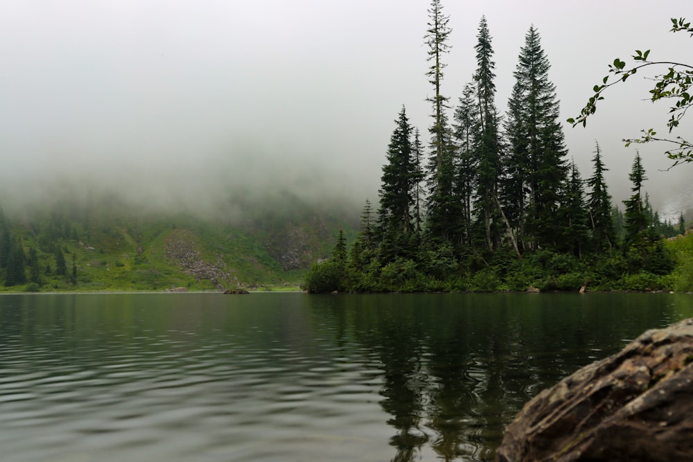 green trees beside lake during foggy weather