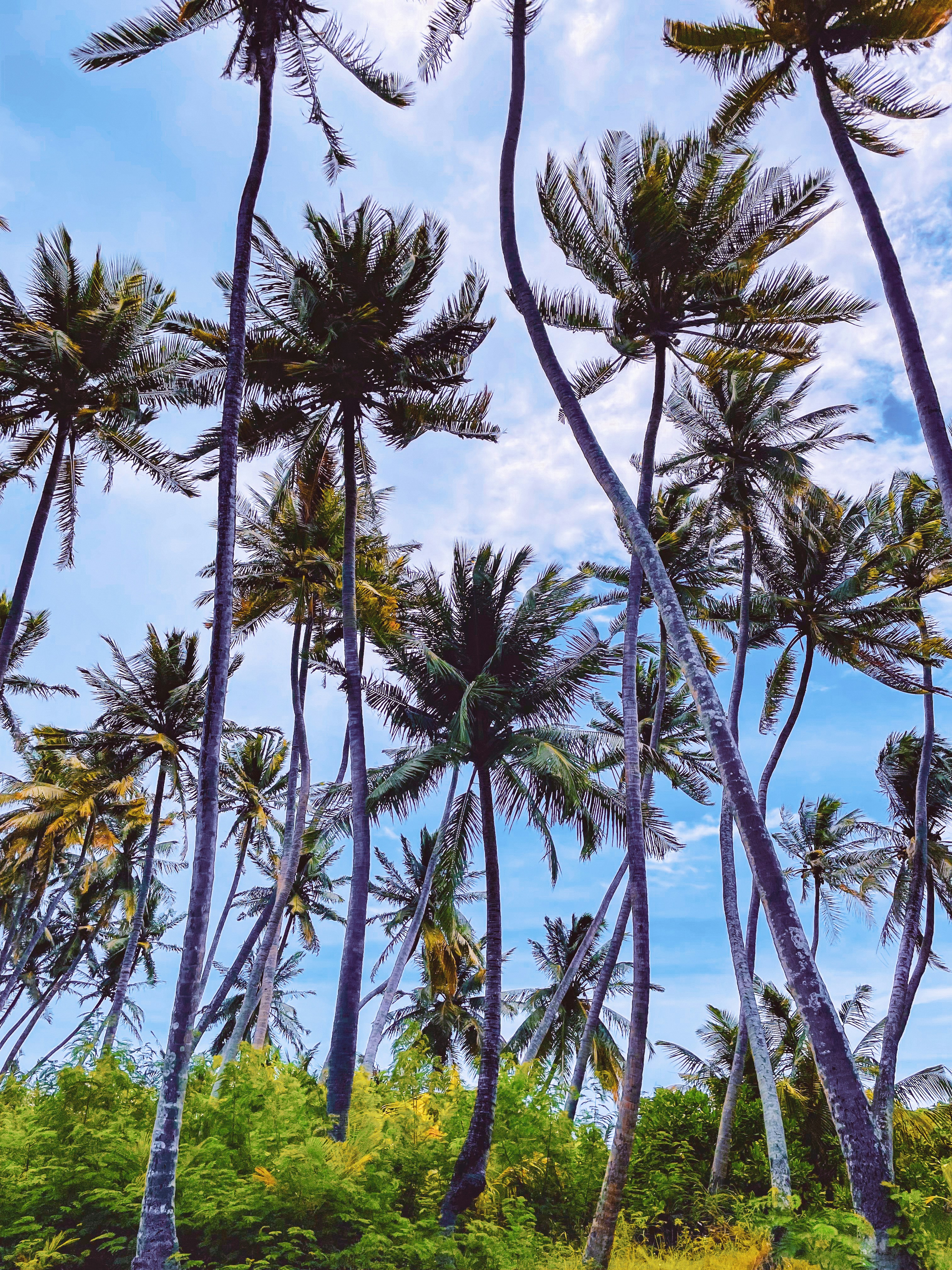 green palm trees near body of water during daytime