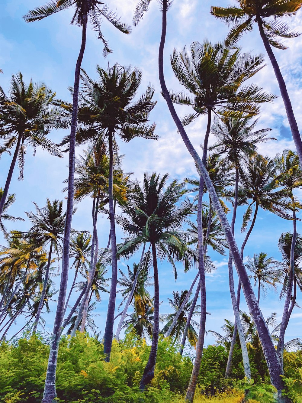 palmeiras verdes perto do corpo de água durante o dia