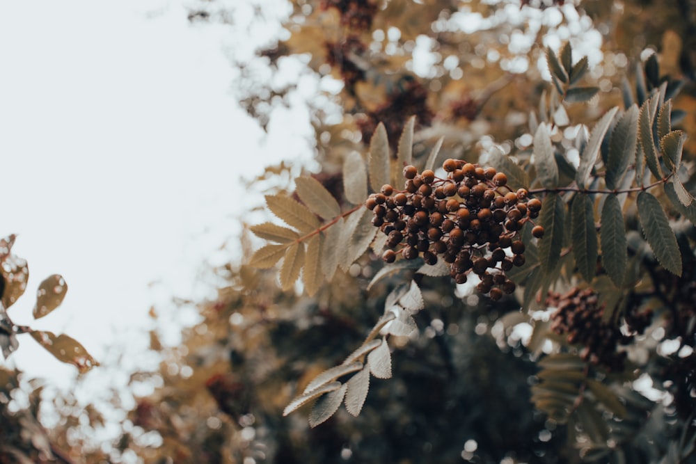 brown and white plant during daytime