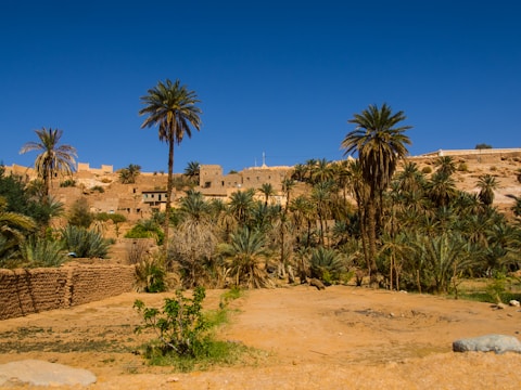 A scenic view of a desert oasis featuring tall palm trees and traditional mud-brick architecture. The landscape is predominantly arid with patches of green vegetation, set against a clear blue sky. The scene suggests a remote or rural settlement nestled in a natural setting.