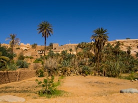 A scenic view of a desert oasis featuring tall palm trees and traditional mud-brick architecture. The landscape is predominantly arid with patches of green vegetation, set against a clear blue sky. The scene suggests a remote or rural settlement nestled in a natural setting.