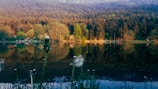 A serene lakeside scene features tall dandelions in the foreground, with a calm reflective lake surrounded by lush, dense forest stretching into the background. The sunlight softly illuminates the trees, creating a peaceful and harmonious balance between the natural elements.
