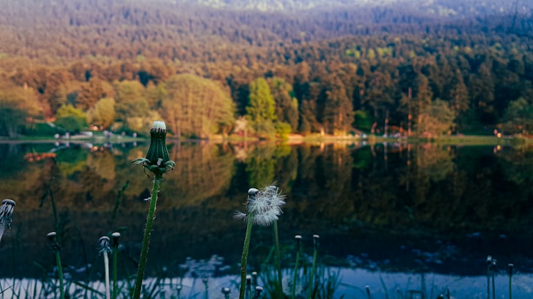 A serene lakeside scene features tall dandelions in the foreground, with a calm reflective lake surrounded by lush, dense forest stretching into the background. The sunlight softly illuminates the trees, creating a peaceful and harmonious balance between the natural elements.