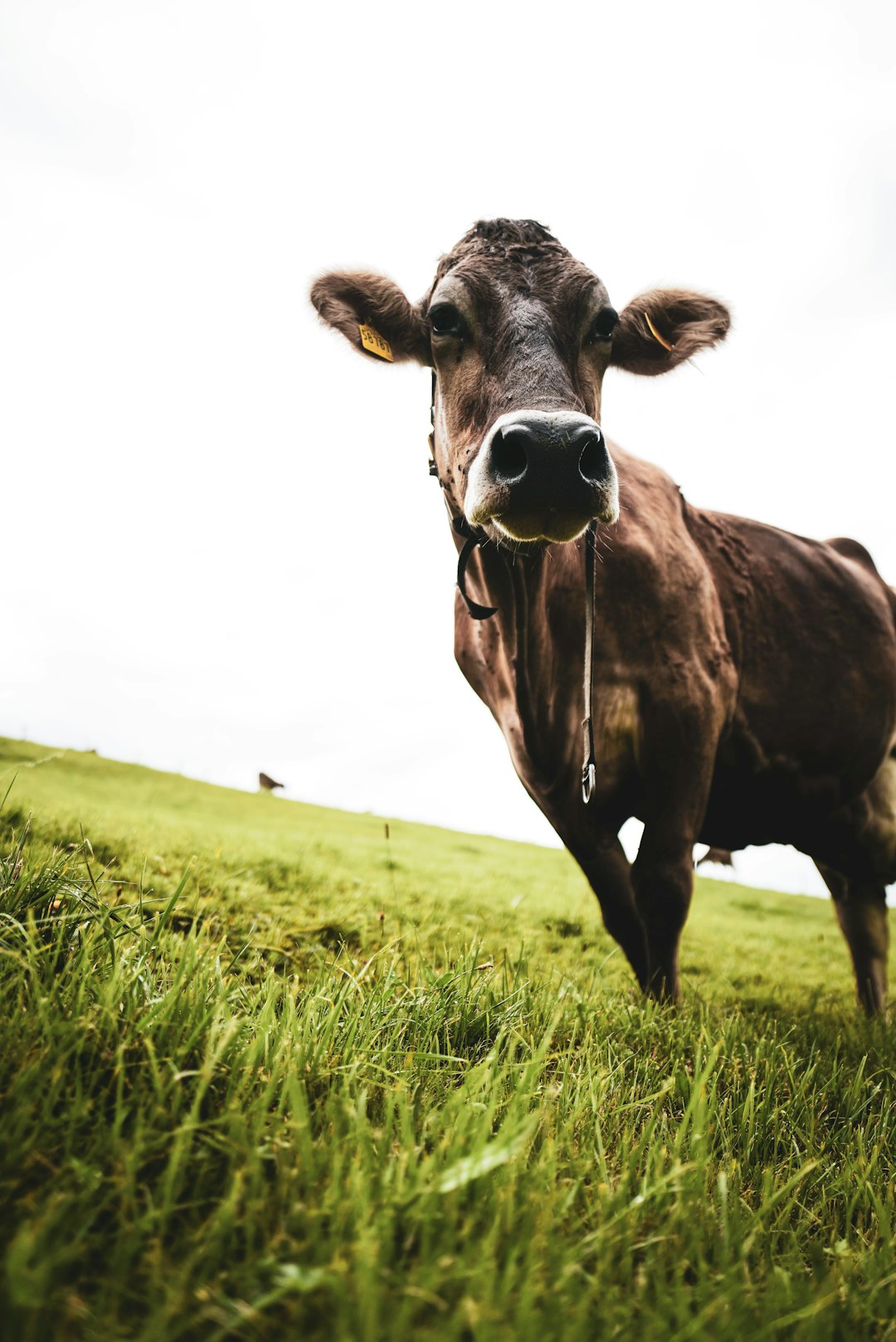 brown cow on green grass field during daytime