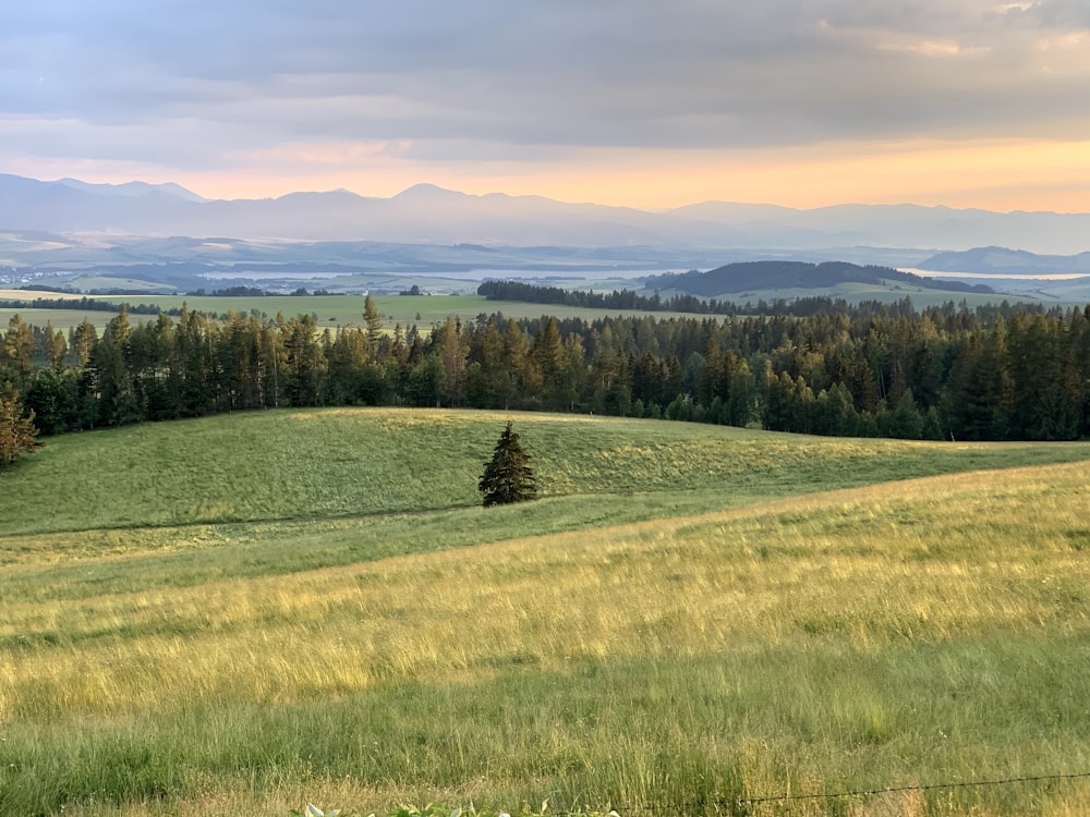 green grass field near green trees under blue sky during daytime