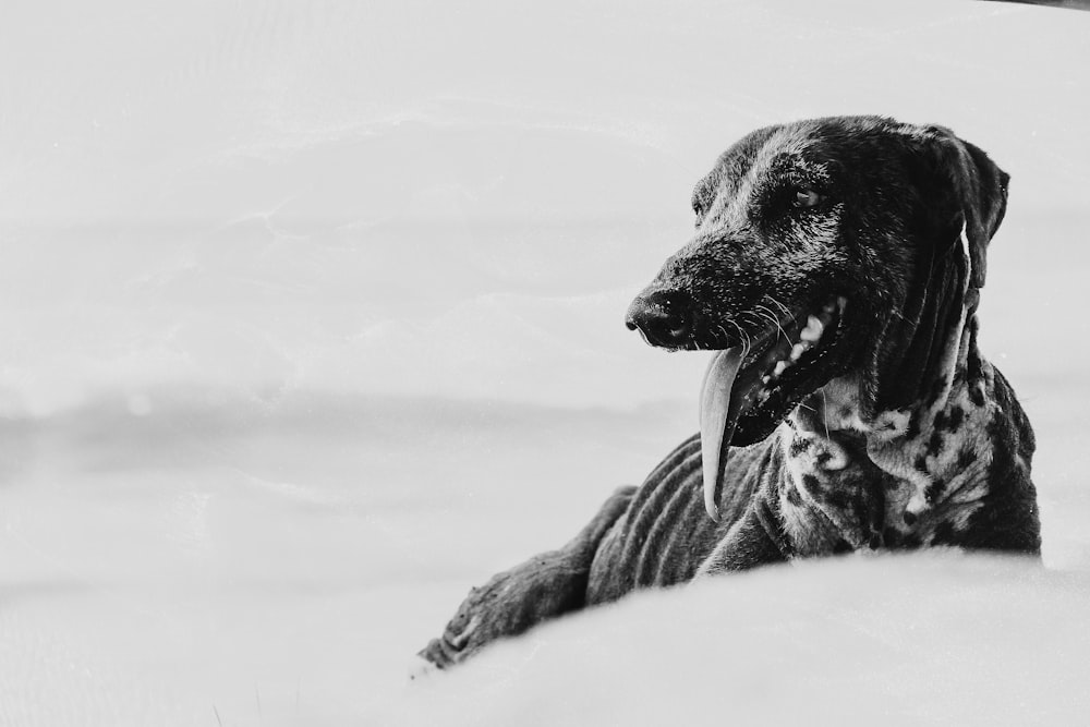 black and white dog lying on snow covered ground