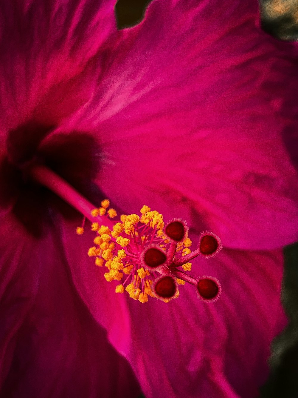 Flor rosa en la fotografía macro
