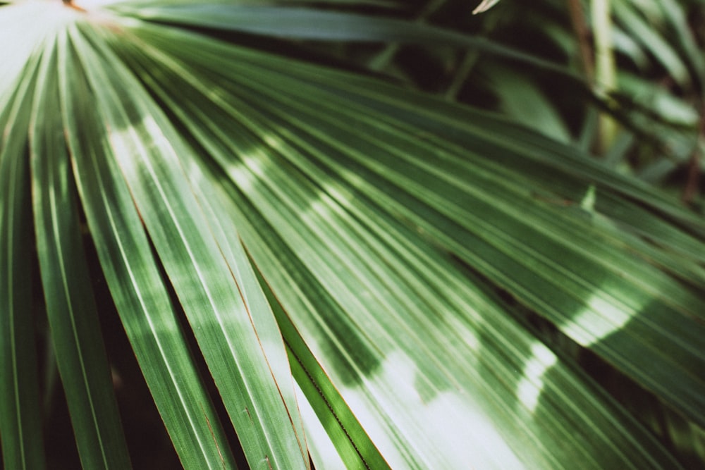 green palm leaf in close up photography