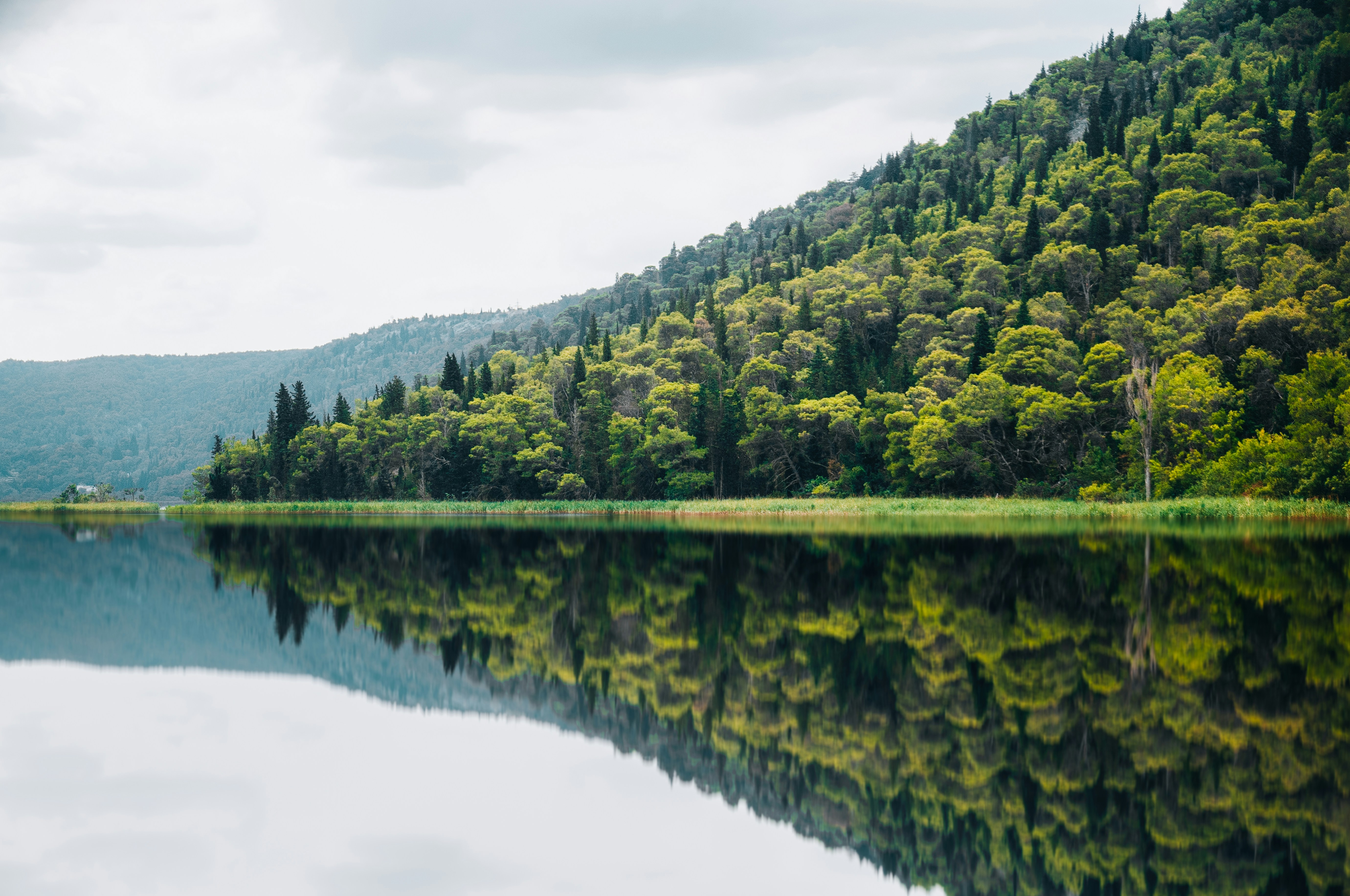 green trees beside river under white sky during daytime, 
