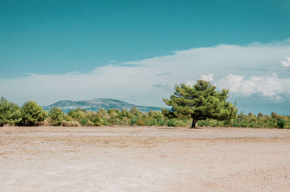 green trees on brown field under blue sky during daytime