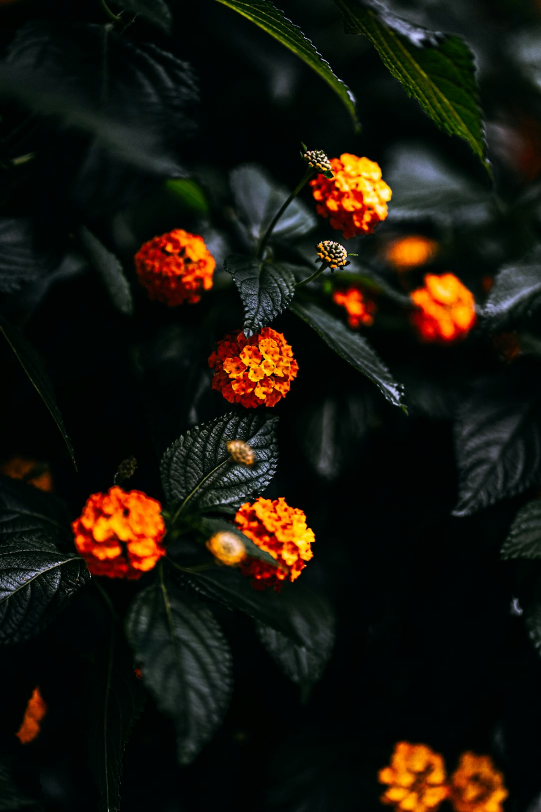 red and yellow flower with green leaves